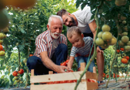 Bien avec les autres, retraité qui ramasse les tomates avec son fils et son petit-fils