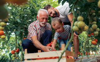 Bien avec les autres, retraité qui ramasse les tomates avec son fils et son petit-fils