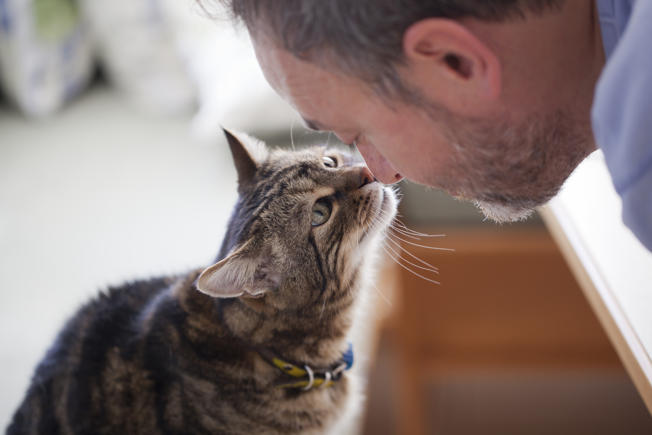 Les chats : 6 bienfaits chez les personnes âgées